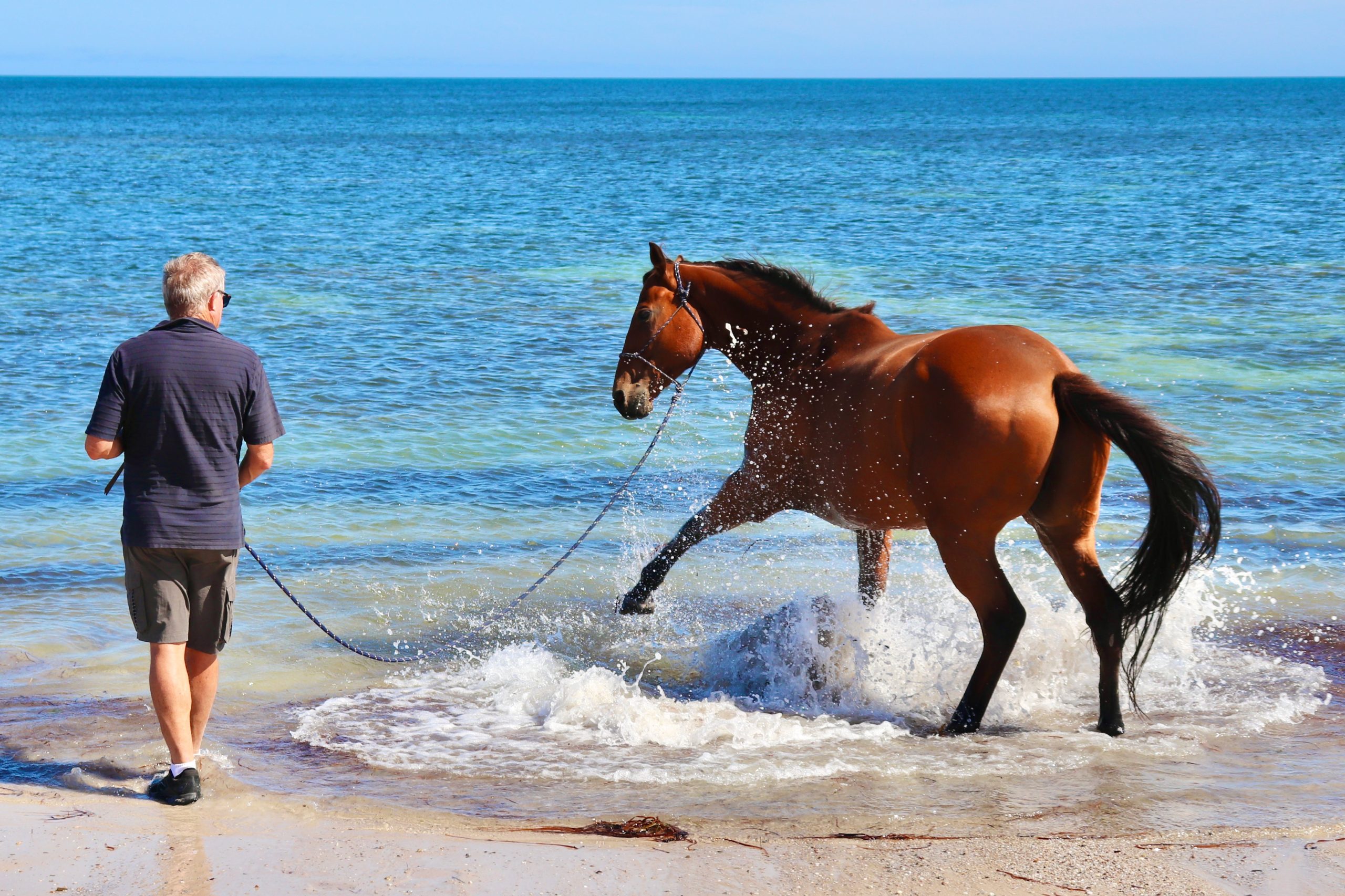 Ex racehorse splashing at the beach with his human partner on the ground