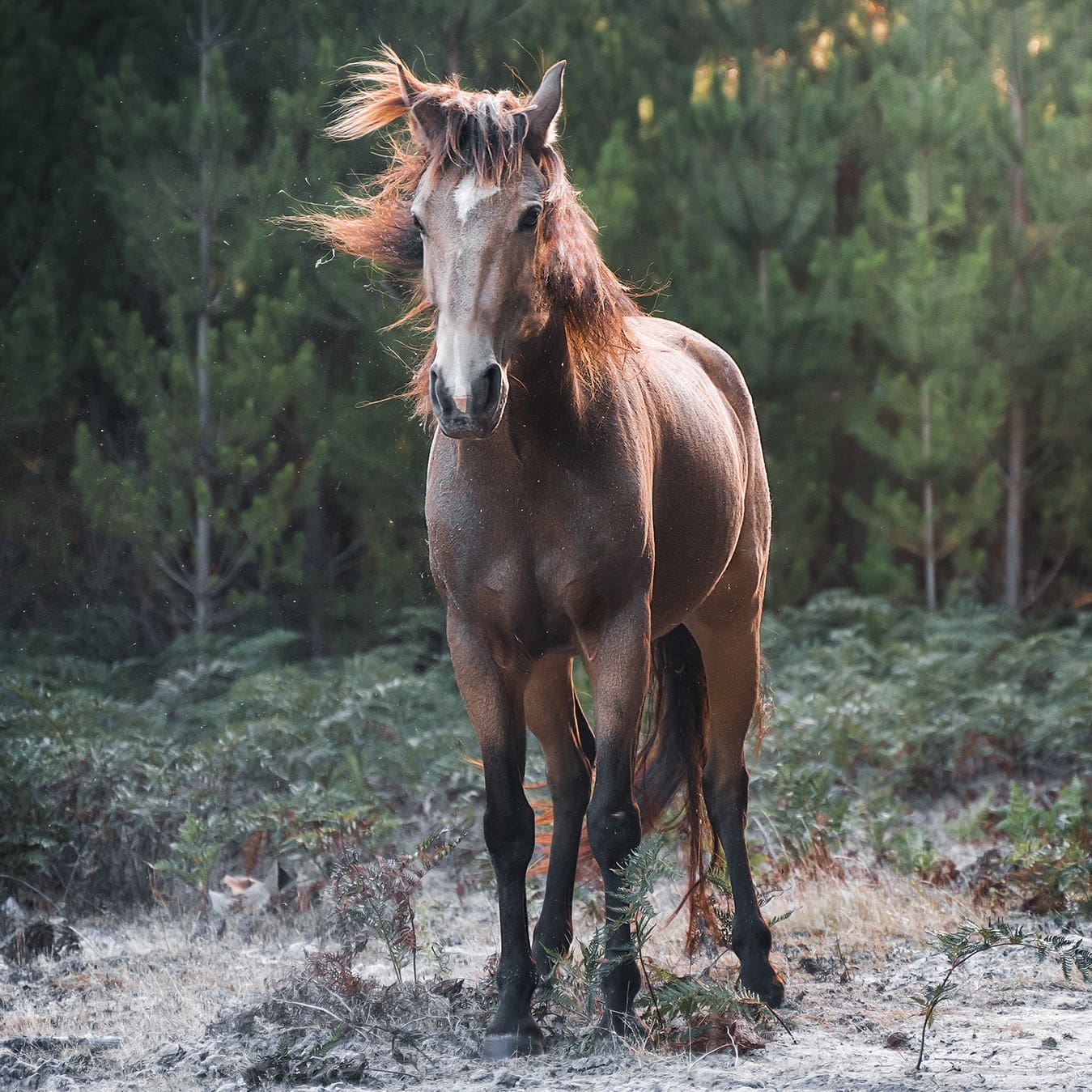 Freedom for horses