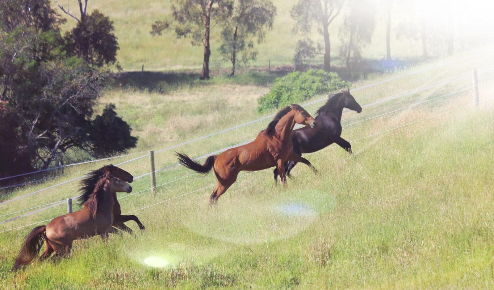 Herd of horses in big paddock