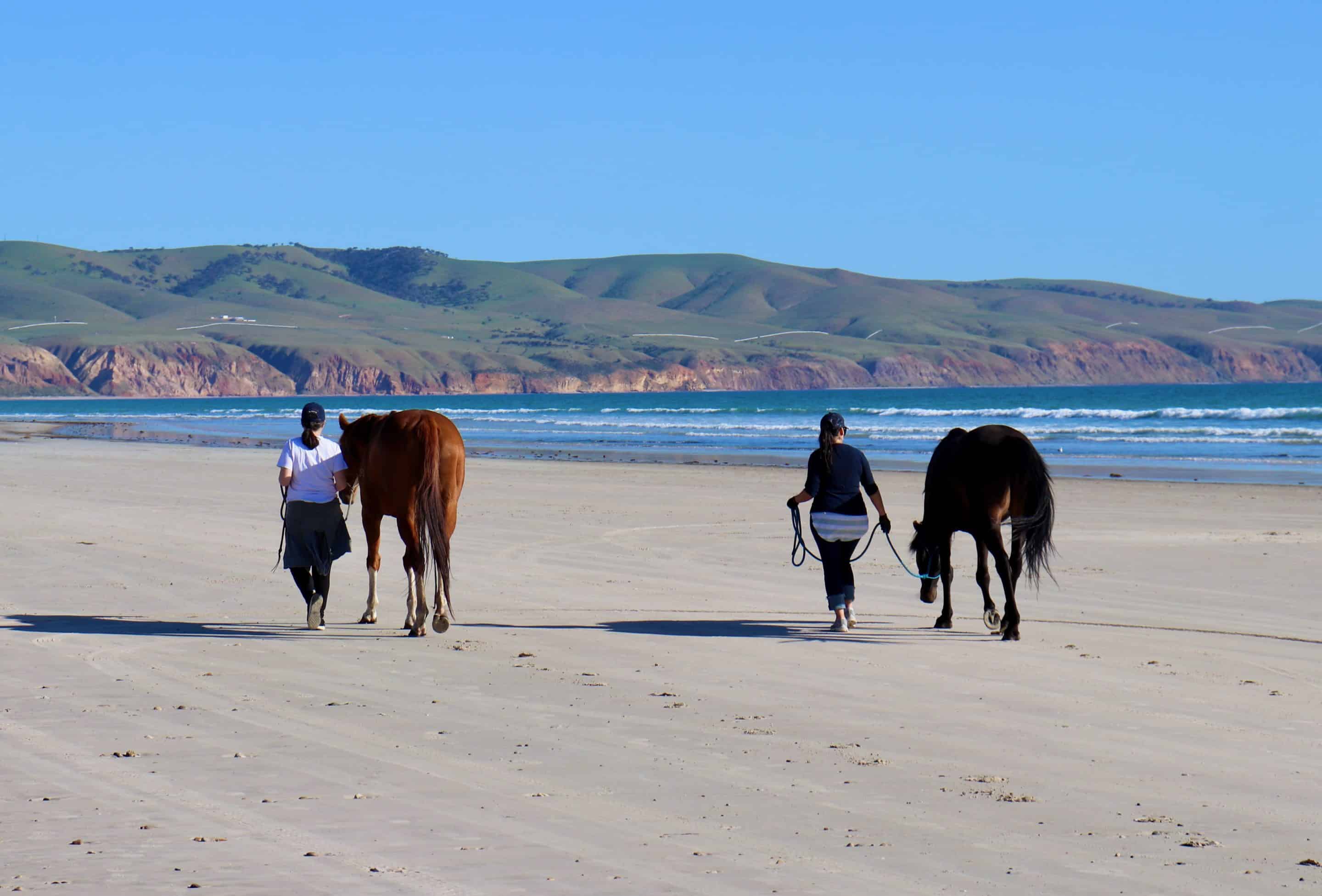 Ladies on beach with horses not horse riding