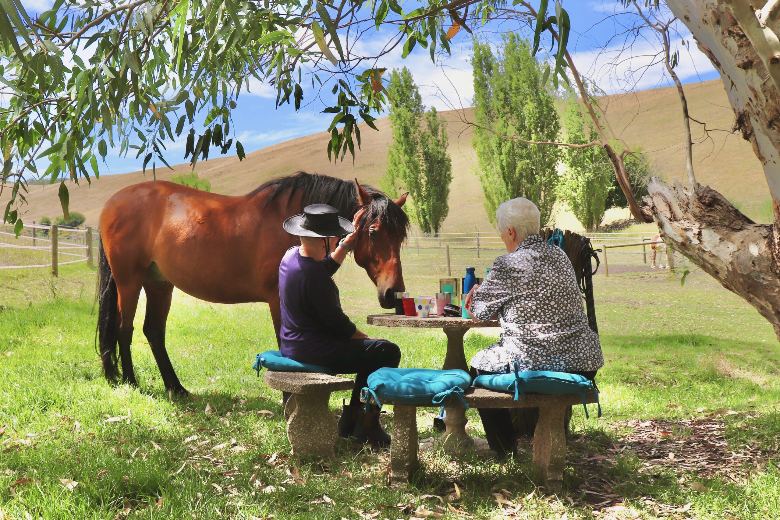 Tea with Horses at home on the farm