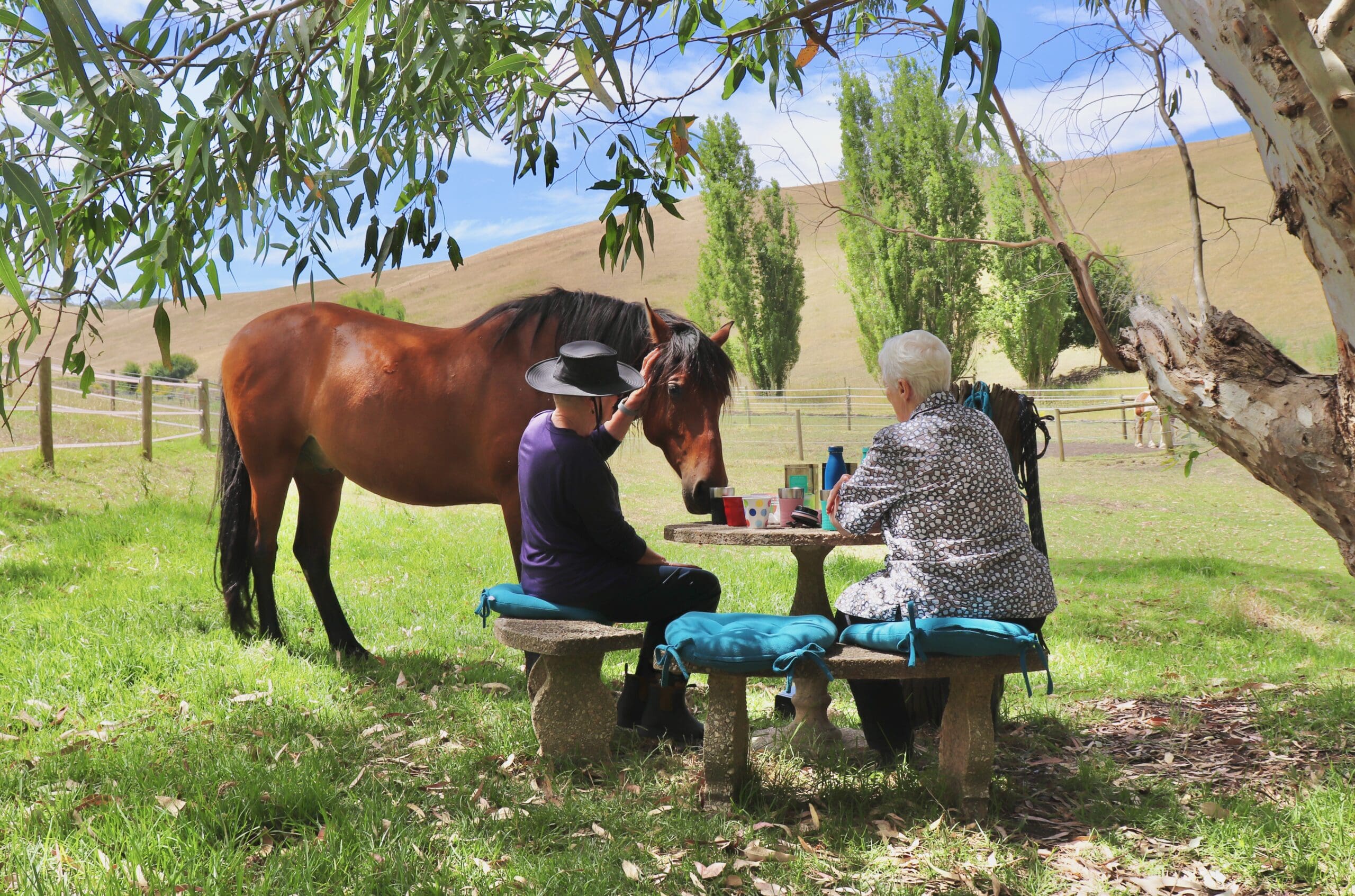 Tea with Horses